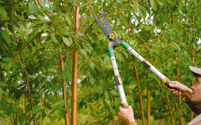 Tree trimming in Barataria, LA